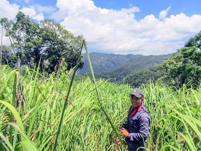 How many snares are too many? Preventing decline of species in the Annamite Mountains…..