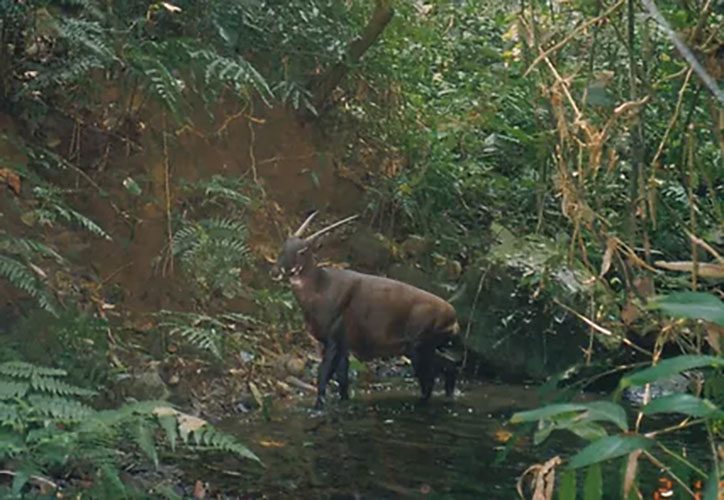 Why I believe in Saola conservation