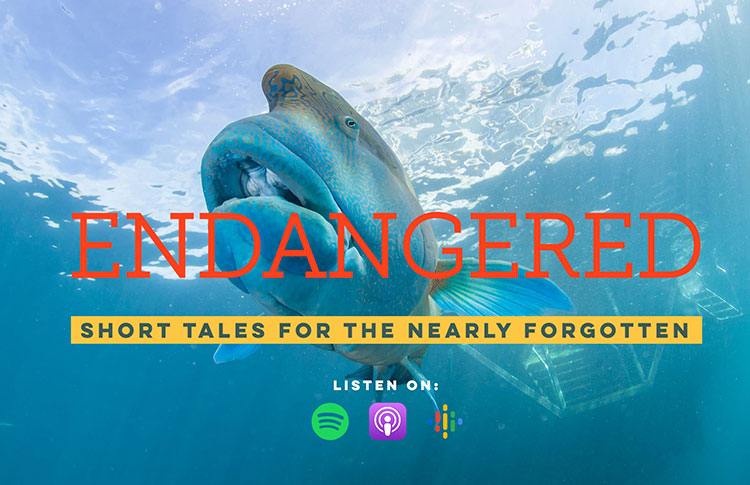 Upcoming Events: Endangered: Short Tales for the Nearly Forgotten, Why Saola still exists, and how to find them (announcement)