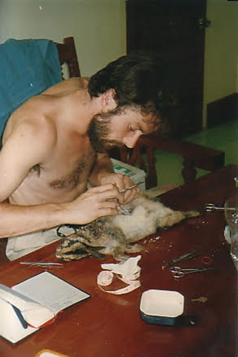 Rob Timmins doing what he does best – finding rare species . This photo, taken in a guesthouse in central Lao PDR in 1996, shows Rob preparing the type specimen (purchased from a local food market) of what would be become known as Nesolagus timminsi, the Annamite Striped Rabbit. Photo by Bill Robichaud.