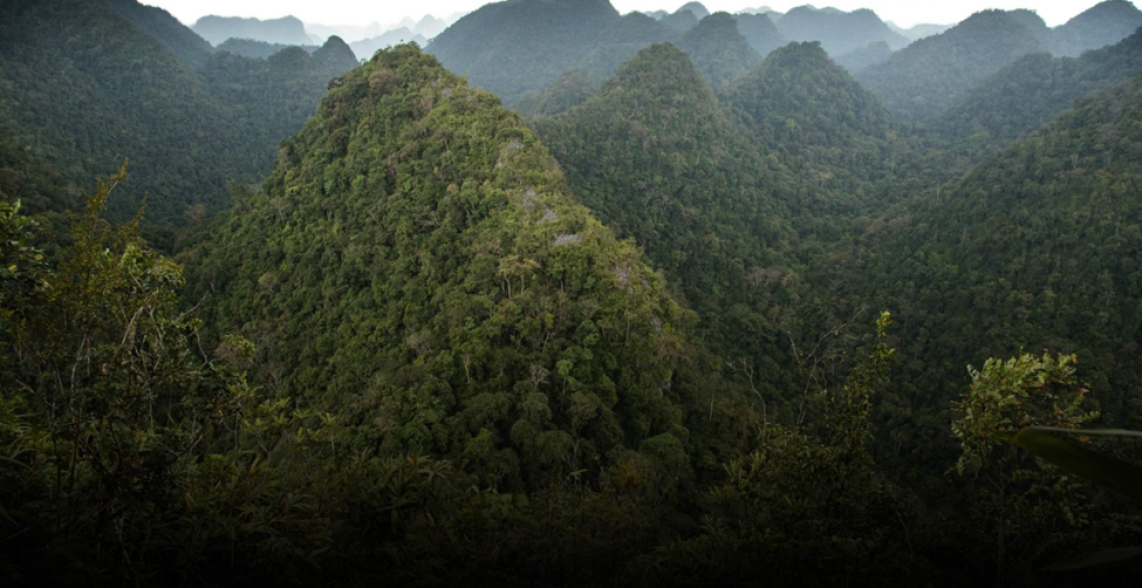 The thick forest of the Annamite Mountains    © Flora & Fauna International