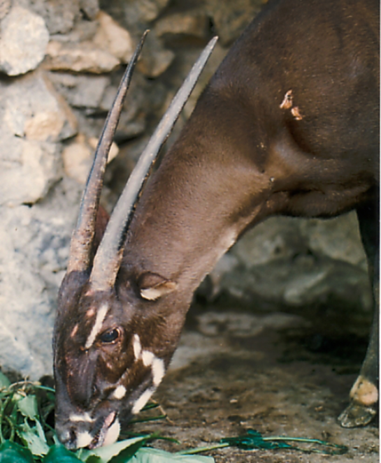 Saola     © Bill Robichaud