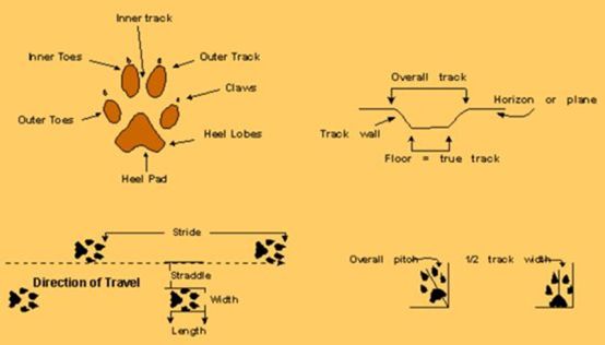 Understanding all aspects of an animal’s track                                    © Pinterest